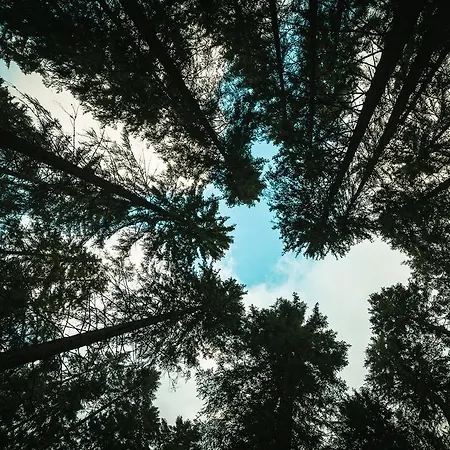 Kvasnicnik Demänovská Dolina