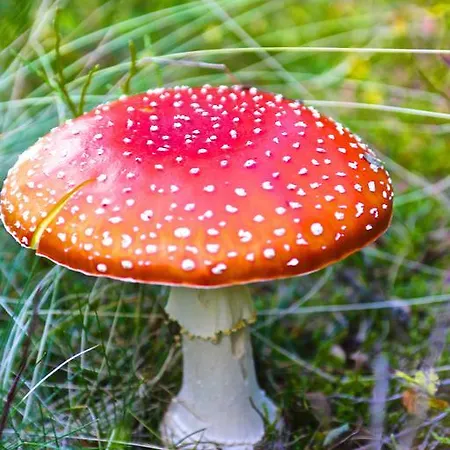 アパート Kvasnicnik